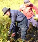 Stewgreen cutting rice in  Korea