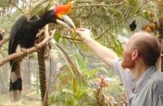 Stewgreen with a hornbill in KL photo