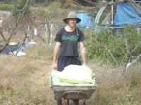 Stew Green moving rice in Korea photo