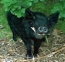The old boar