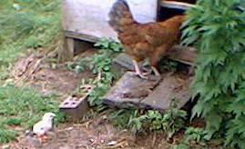 hen and chick