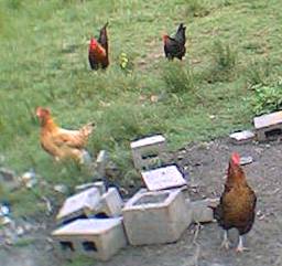 chooks