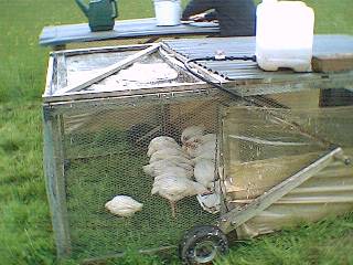 Feeding the chooks