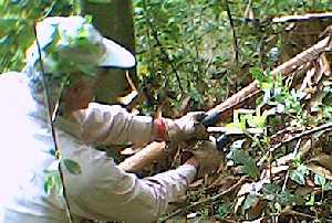 Lop The Tree