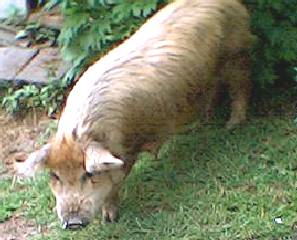 Mother pig
