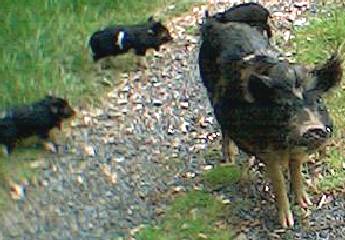 Mrs Pig and piglets